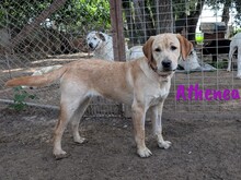 ATHENEA, Hund, Labrador Retriever in Spanien - Bild 7