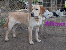 ATHENEA, Hund, Labrador Retriever in Spanien - Bild 8