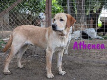 ATHENEA, Hund, Labrador Retriever in Spanien - Bild 9