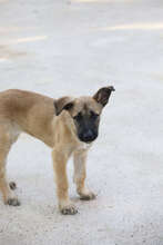 INARA, Hund, Deutscher Schäferhund-Mix in Spanien - Bild 2