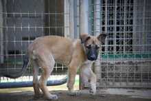 INARA, Hund, Deutscher Schäferhund-Mix in Spanien - Bild 4