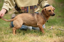 BELLICE, Hund, Dackel-Terrier-Mix in Ungarn - Bild 1