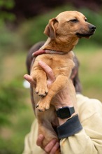 BELLICE, Hund, Dackel-Terrier-Mix in Ungarn - Bild 10
