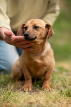 BELLICE, Hund, Dackel-Terrier-Mix in Ungarn - Bild 11