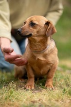 BELLICE, Hund, Dackel-Terrier-Mix in Ungarn - Bild 12