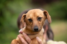 BELLICE, Hund, Dackel-Terrier-Mix in Ungarn - Bild 13