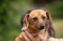 BELLICE, Hund, Dackel-Terrier-Mix in Ungarn - Bild 14