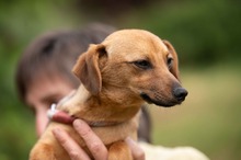 BELLICE, Hund, Dackel-Terrier-Mix in Ungarn - Bild 15