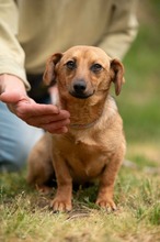 BELLICE, Hund, Dackel-Terrier-Mix in Ungarn - Bild 16