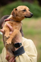 BELLICE, Hund, Dackel-Terrier-Mix in Ungarn - Bild 17