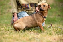 BELLICE, Hund, Dackel-Terrier-Mix in Ungarn - Bild 2
