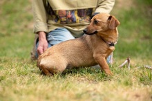 BELLICE, Hund, Dackel-Terrier-Mix in Ungarn - Bild 3