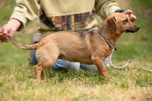 BELLICE, Hund, Dackel-Terrier-Mix in Ungarn - Bild 4