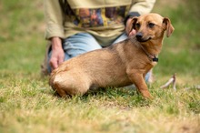 BELLICE, Hund, Dackel-Terrier-Mix in Ungarn - Bild 5