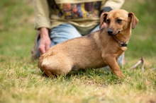 BELLICE, Hund, Dackel-Terrier-Mix in Ungarn - Bild 6