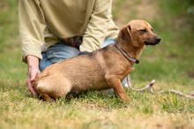BELLICE, Hund, Dackel-Terrier-Mix in Ungarn - Bild 7