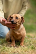 BELLICE, Hund, Dackel-Terrier-Mix in Ungarn - Bild 8