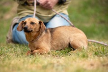 BELLICE, Hund, Dackel-Terrier-Mix in Ungarn - Bild 9