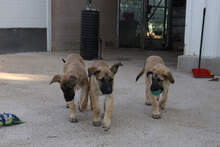 LUNA, Hund, Deutscher Schäferhund-Mix in Spanien - Bild 1