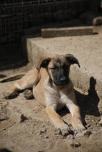 LUNA, Hund, Deutscher Schäferhund-Mix in Spanien - Bild 2