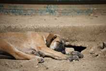 LUNA, Hund, Deutscher Schäferhund-Mix in Spanien - Bild 4