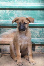 MARTHA, Hund, Deutscher Schäferhund-Mix in Spanien - Bild 1