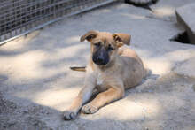 MARTHA, Hund, Deutscher Schäferhund-Mix in Spanien - Bild 2