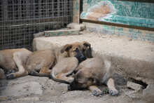 MARTHA, Hund, Deutscher Schäferhund-Mix in Spanien - Bild 3