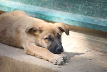 MARTHA, Hund, Deutscher Schäferhund-Mix in Spanien - Bild 4