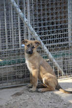 MARTHA, Hund, Deutscher Schäferhund-Mix in Spanien - Bild 5