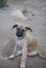 SHAI, Hund, Deutscher Schäferhund-Mix in Spanien - Bild 1