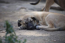 SHAI, Hund, Deutscher Schäferhund-Mix in Spanien - Bild 3