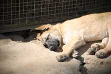 SHAI, Hund, Deutscher Schäferhund-Mix in Spanien - Bild 4