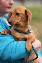 BUBBLEGUM, Hund, Dackel-Terrier-Mix in Ungarn - Bild 1