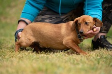 BUBBLEGUM, Hund, Dackel-Terrier-Mix in Ungarn - Bild 10