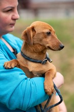 BUBBLEGUM, Hund, Dackel-Terrier-Mix in Ungarn - Bild 11