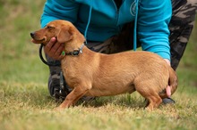 BUBBLEGUM, Hund, Dackel-Terrier-Mix in Ungarn - Bild 12