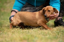 BUBBLEGUM, Hund, Dackel-Terrier-Mix in Ungarn - Bild 13