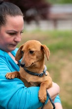 BUBBLEGUM, Hund, Dackel-Terrier-Mix in Ungarn - Bild 14