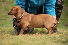 BUBBLEGUM, Hund, Dackel-Terrier-Mix in Ungarn - Bild 3