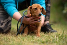 BUBBLEGUM, Hund, Dackel-Terrier-Mix in Ungarn - Bild 4