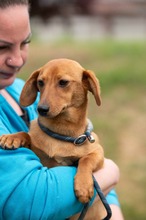BUBBLEGUM, Hund, Dackel-Terrier-Mix in Ungarn - Bild 5