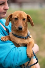 BUBBLEGUM, Hund, Dackel-Terrier-Mix in Ungarn - Bild 6