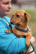 BUBBLEGUM, Hund, Dackel-Terrier-Mix in Ungarn - Bild 7