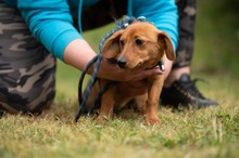 BUBBLEGUM, Hund, Dackel-Terrier-Mix in Ungarn - Bild 8