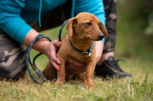 BUBBLEGUM, Hund, Dackel-Terrier-Mix in Ungarn - Bild 9