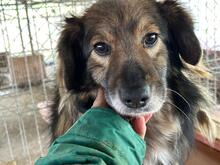 KALLE, Hund, Mischlingshund in Rumänien - Bild 1