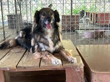 KALLE, Hund, Mischlingshund in Rumänien - Bild 3