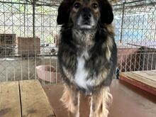 KALLE, Hund, Mischlingshund in Rumänien - Bild 6