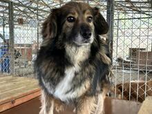 KALLE, Hund, Mischlingshund in Rumänien - Bild 7